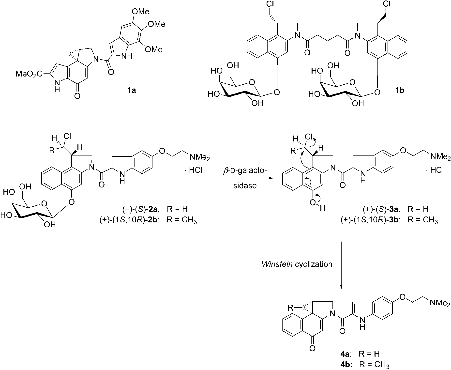 Duocarmycin SA (1a), pseudo-dimeric prodrug 1b, and prodrugs (-)-(S)-2a and (+)-(1S,10R)-2b  to give the cytotoxic drugs 4a and 4b via the seco-drugs (+)-(S)-3a and (+)-(1S,10R)-3b. Cytotoxic drugs 4a and 4b share the spirocyclopropylcyclohexadienone moiety with 1a. 