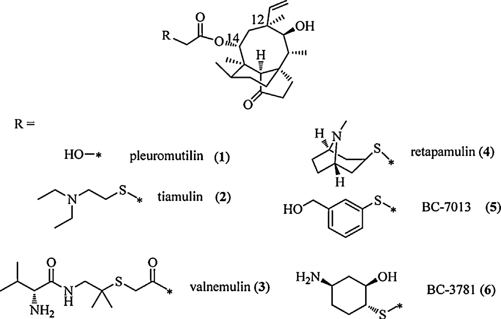 Structures of pleuromutilin and its derivatives.