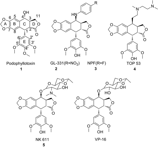 Structures of podophyllotoxin, NPF, GL331, TOP 53, NK61, and VP-16. 