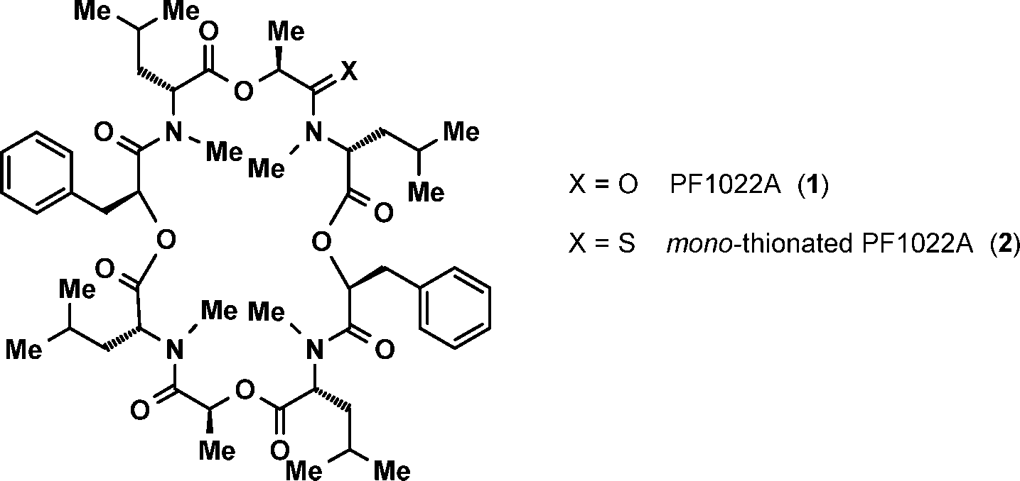 Structures of PF1022A (1) and the mono-thionated PF1022A (2).