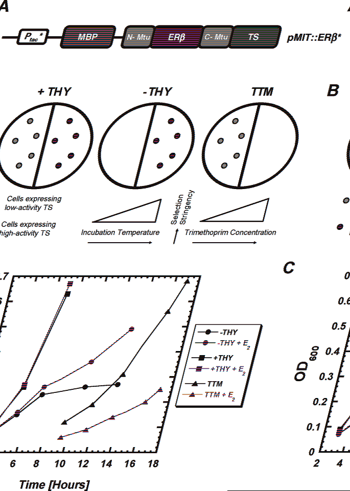 Design and associated growth phenotypes of the ERβ-based estrogen-sensing system.