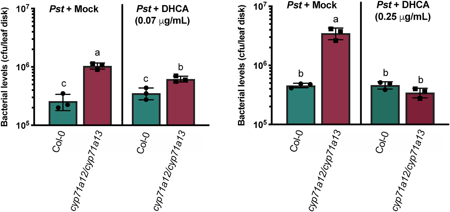 Exogenous infiltration of dihydroindole acid (DHCA) and bacterial quantification of P. syringae in 7-week-old Col-0 and cyp71a12/cyp71a13 rosette leaves.