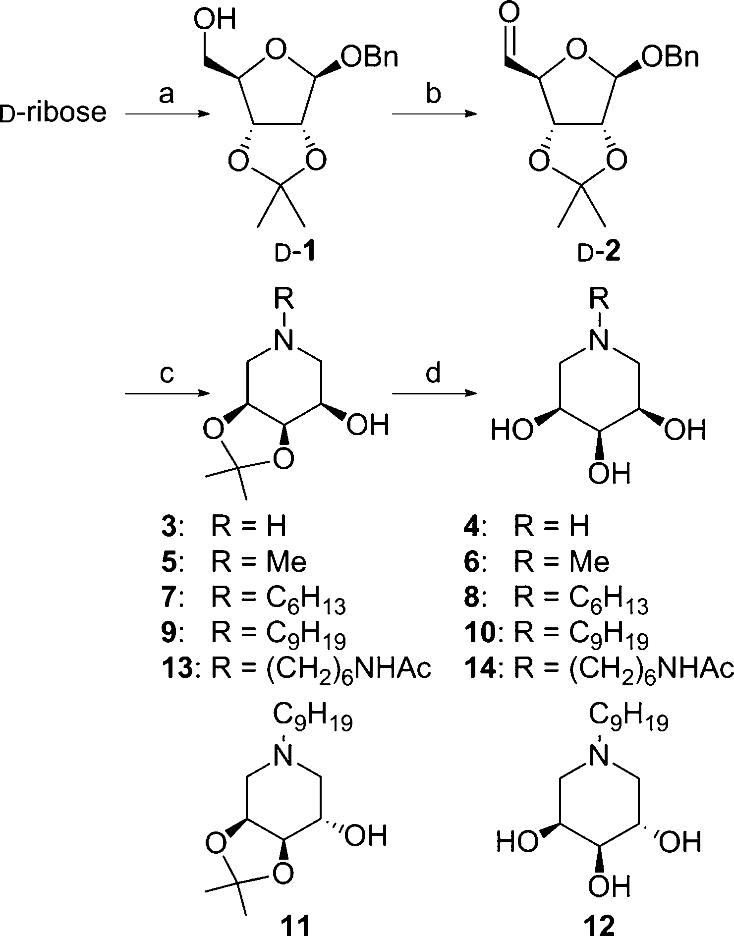 Synthesis of N-alkyl imino-ribitol and -arabinitol derivatives.