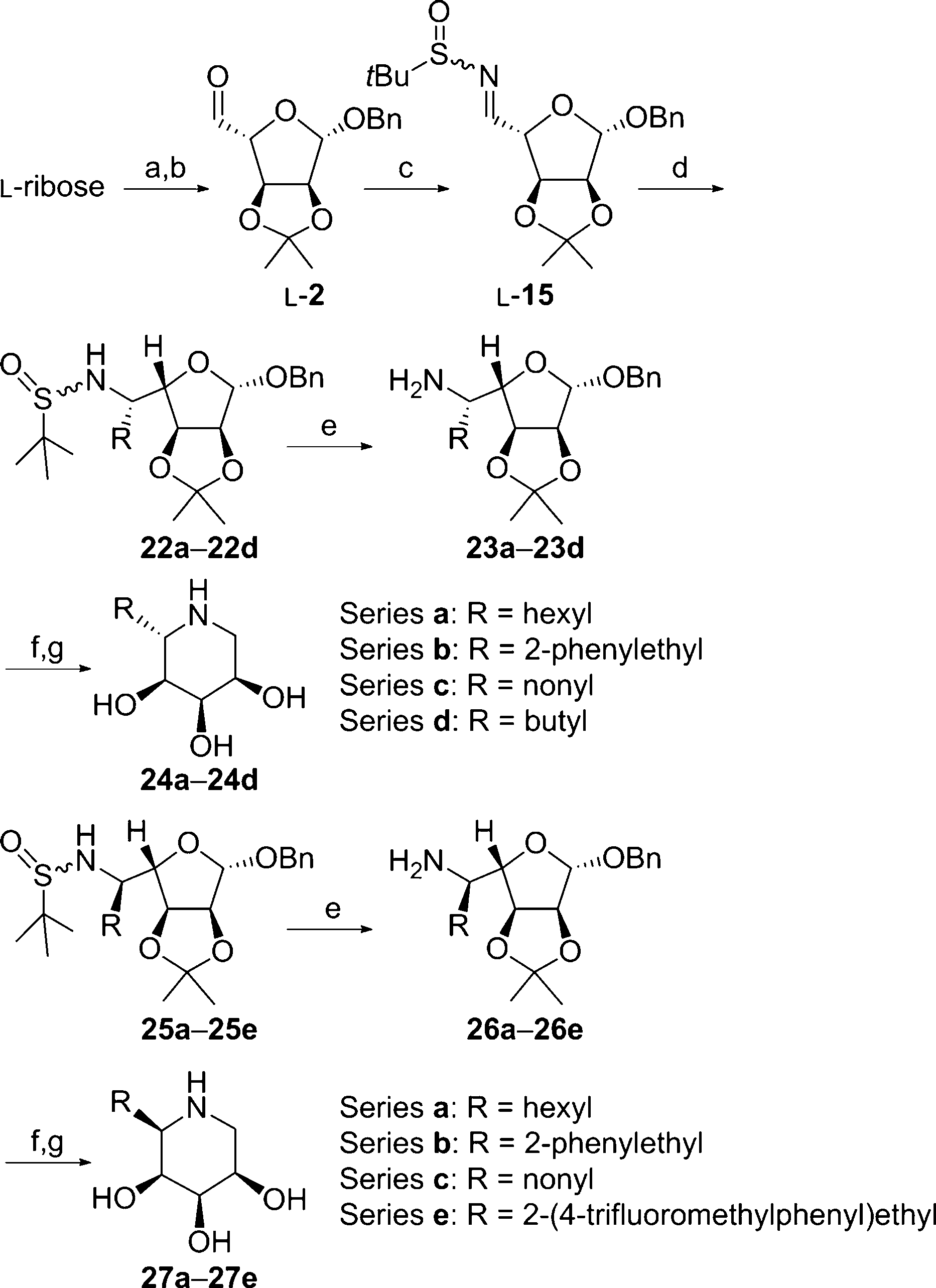 Synthesis of 5-C-alkyl imino-l-ribitols.