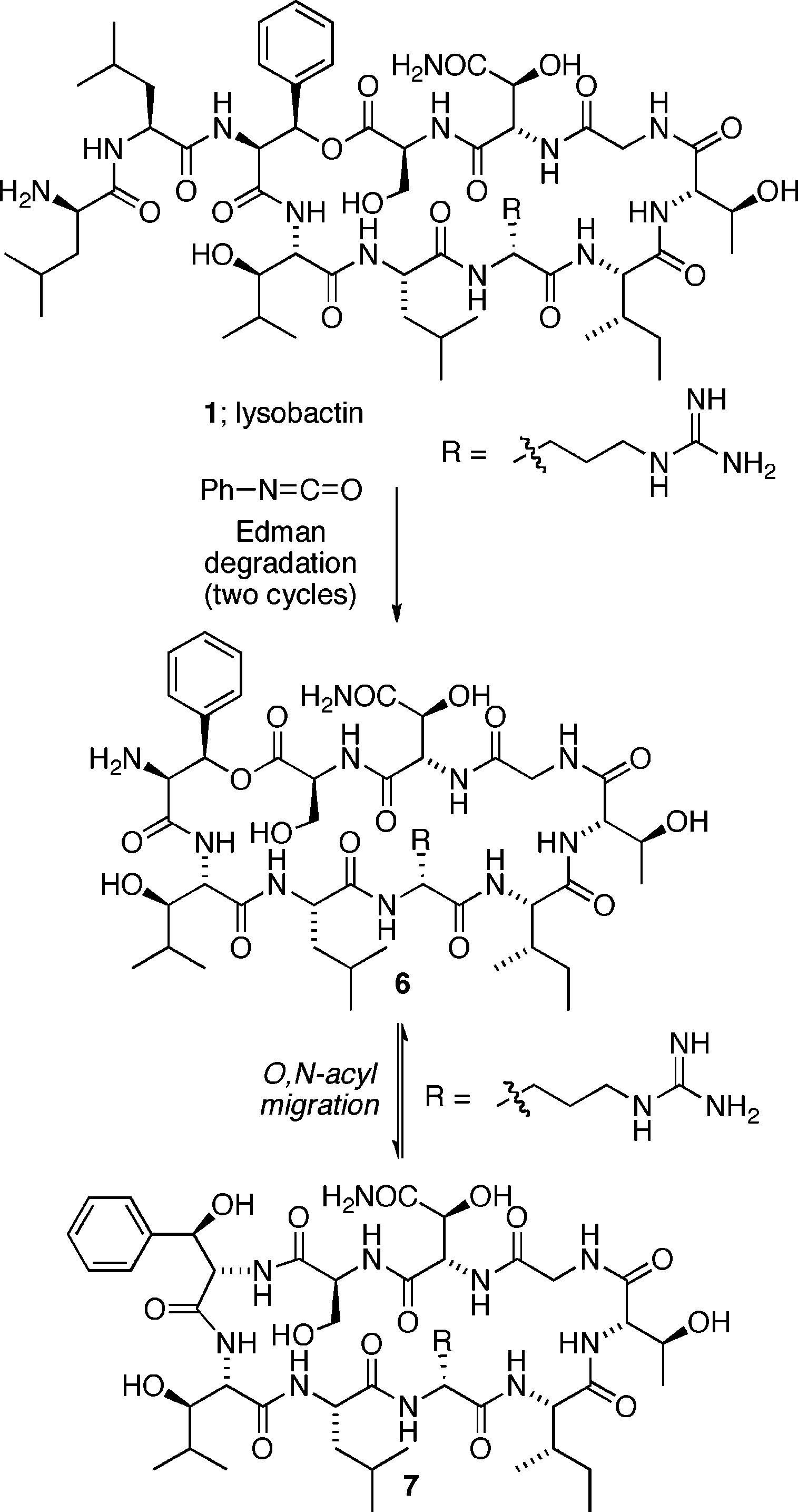 Possible O,N-acyl migration of lysobactin core depsipeptide during Edman degradation. 