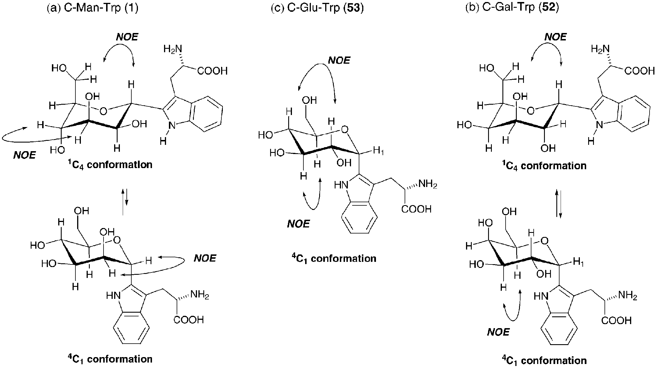 Conformation of α-C-glycosyltryptophan and the observed NOESY correlations.