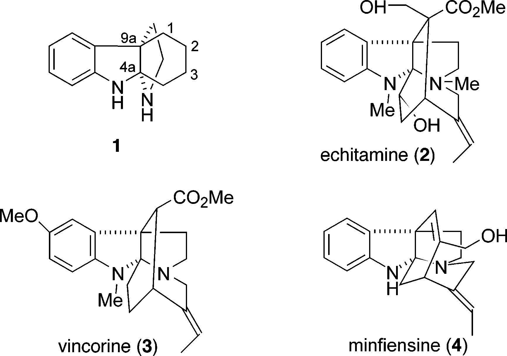Representative alkaloids containing a 1,2,3,4-tetrahydro-9a,4a-(iminoethano)-9H-carbazole ring system: Echitamine, Vincorine, Minfiensine.