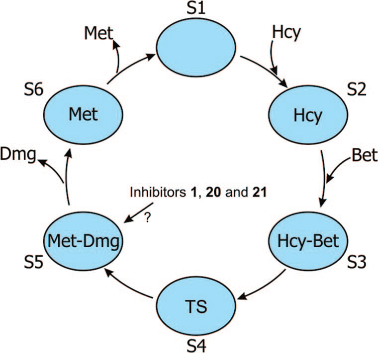 Schematic diagram showing the possible structural changes of BHMT during the binding process with substrates and products. The blue ovals (S1-S6) represent the different structural states of BMHT monomers. Hcy represents homocysteine, Bet represents betaine, Met represents methionine, Dmg represents dimethylglycine, and TS represents the assumed transition state of the substrate.