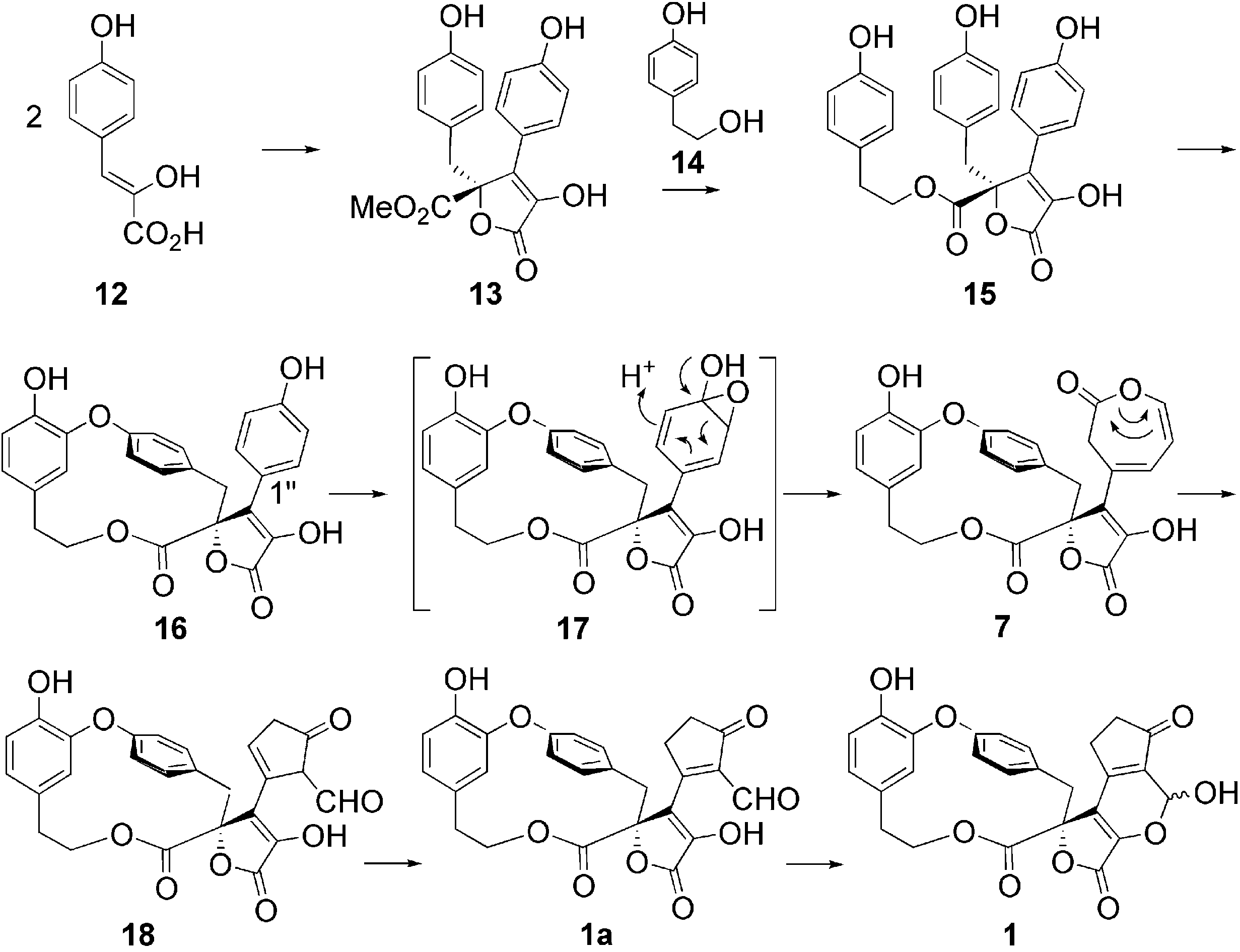 Proposal for the biosynthesis of butyrolactone II (13), secoretipolide E (15), retipolide E (16), retipolide C (7), and retipolide  A (1). 
