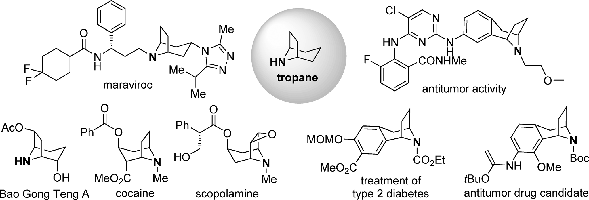 Representative natural products and biological active compounds with tropane frameworks. Boc=tert-butoxycarbonyl.