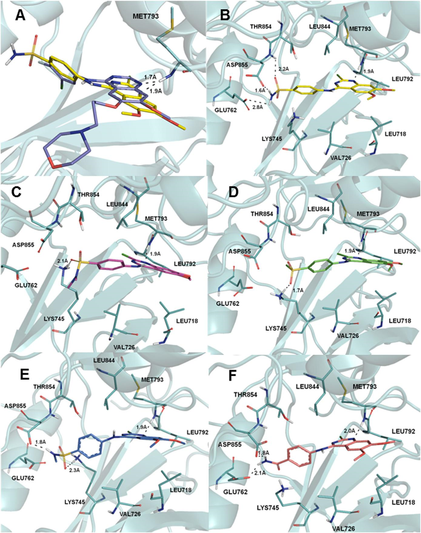 (A) Superposition of 8g (yellow) and gefitinib (2, purple) poses inside the EGFR tyrosine kinase ATP binding site. (B) Binding interactions of 8g (yellow) with EGFRwt. (C) Binding interactions of 8b (magenta) with EGFRwt. (D) Binding interactions of 8e (green) with EGFRwt. (E) Binding interactions of 8k (blue) with EGFRwt. (F) Binding interactions of 8o (light pink) with EGFRwt.