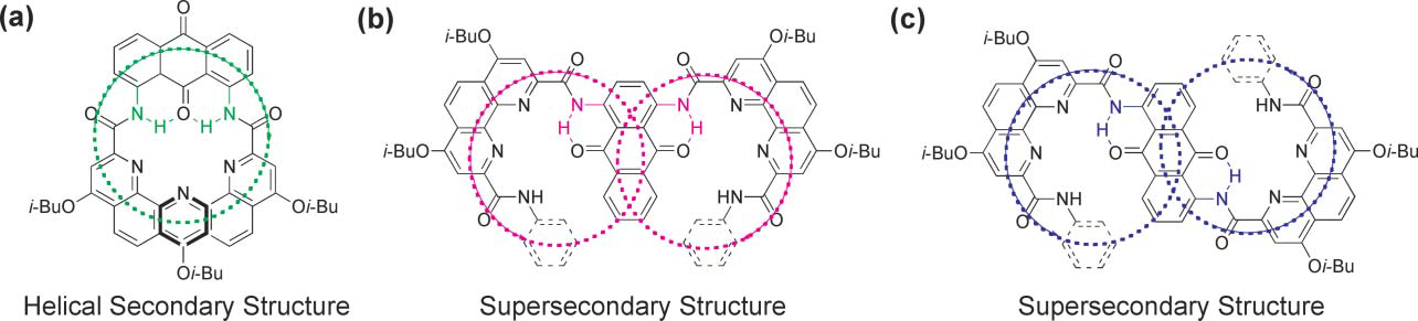 Schematic representation of the projection of the two helical oligo(phenanthroline dicarboxamide) strands segments in the plane of the 1,8-diaminoanthraquinone spacer (a), 1,4-diaminoanthraquinone spacer (b) and 1,5-diaminoanthraquinone spacer (c).