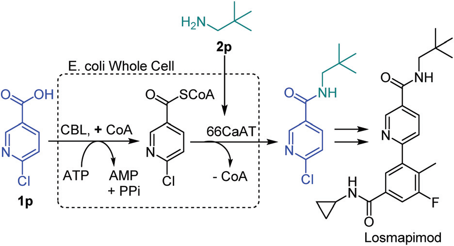 In vivo production of a key amide intermediate in the synthesis of Losmapimod.