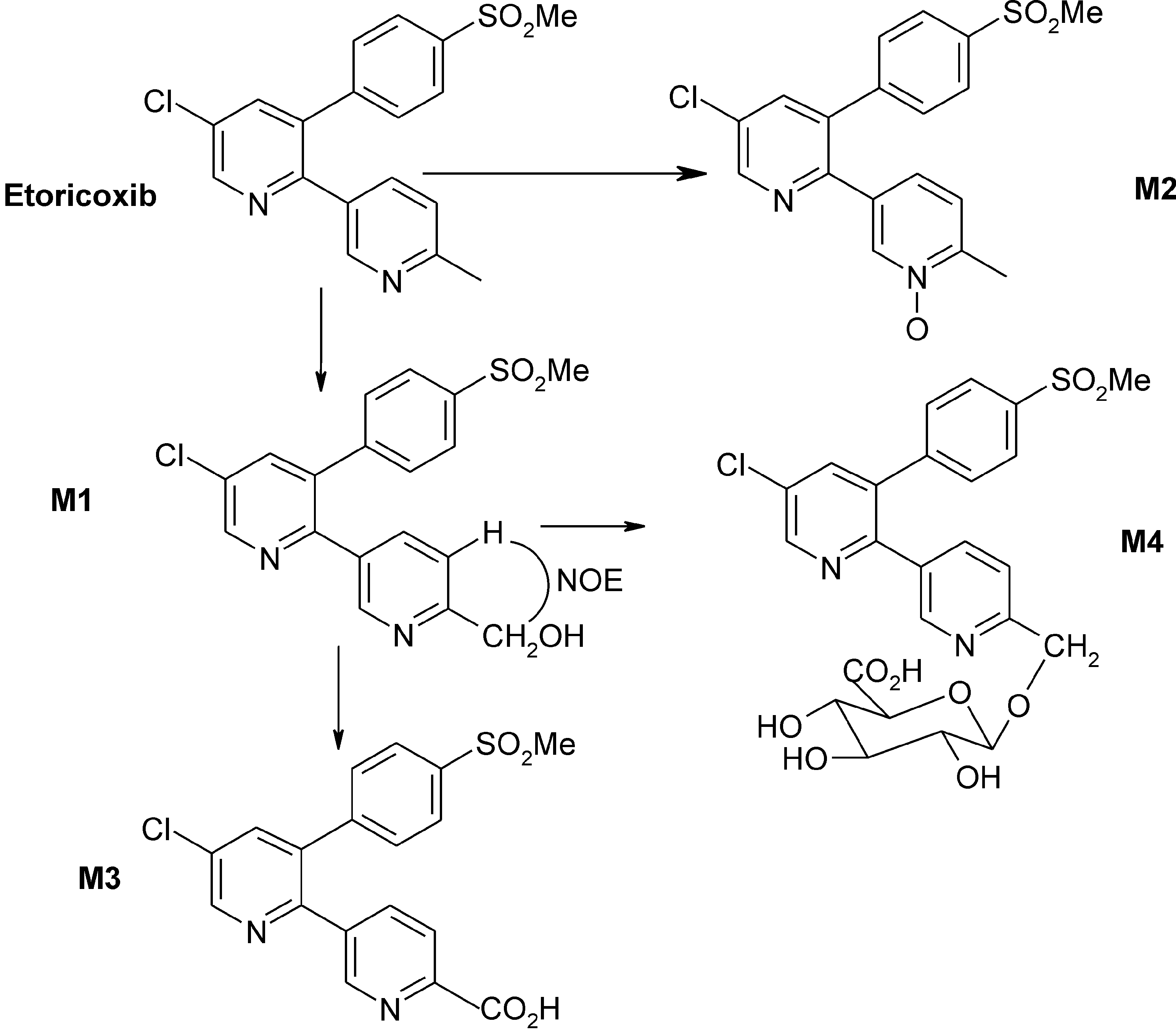 In vitro metabolic pathways of etoricoxib.