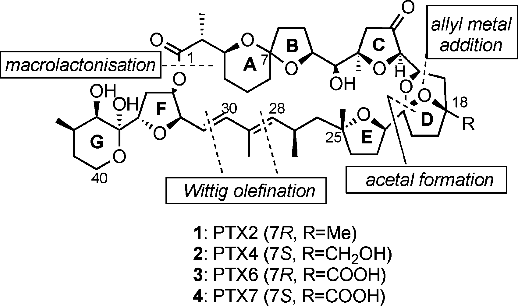 Structure of PTXs and the principal disconnections used for the synthesis of PTXs: Pectenotoxin 2, pectenotoxin 4, pectenotoxin 6, pectenotoxin 7.