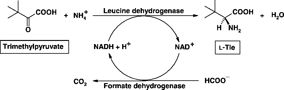 Synthesis of l-tert-leucine via reductive amination.