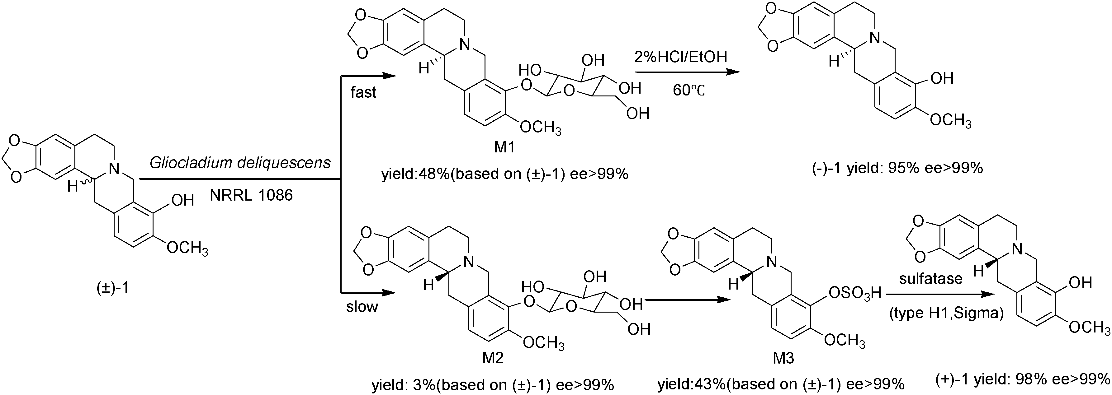 Biotransformation and hydrolytic pathway of tetrahydroberberrubine (+-)-1.