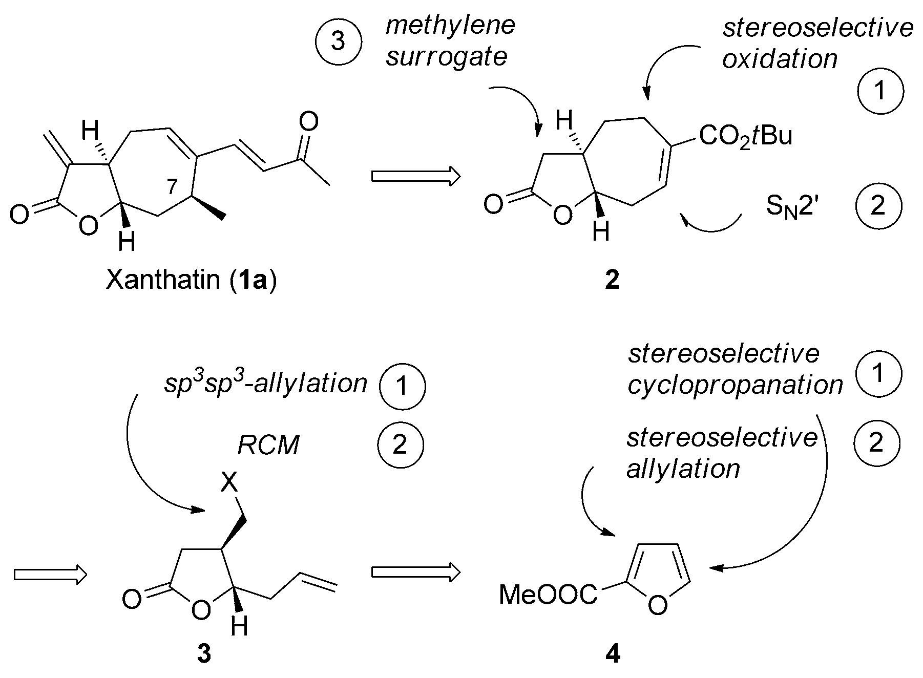 Retrosynthetic analysis of xanthatin.