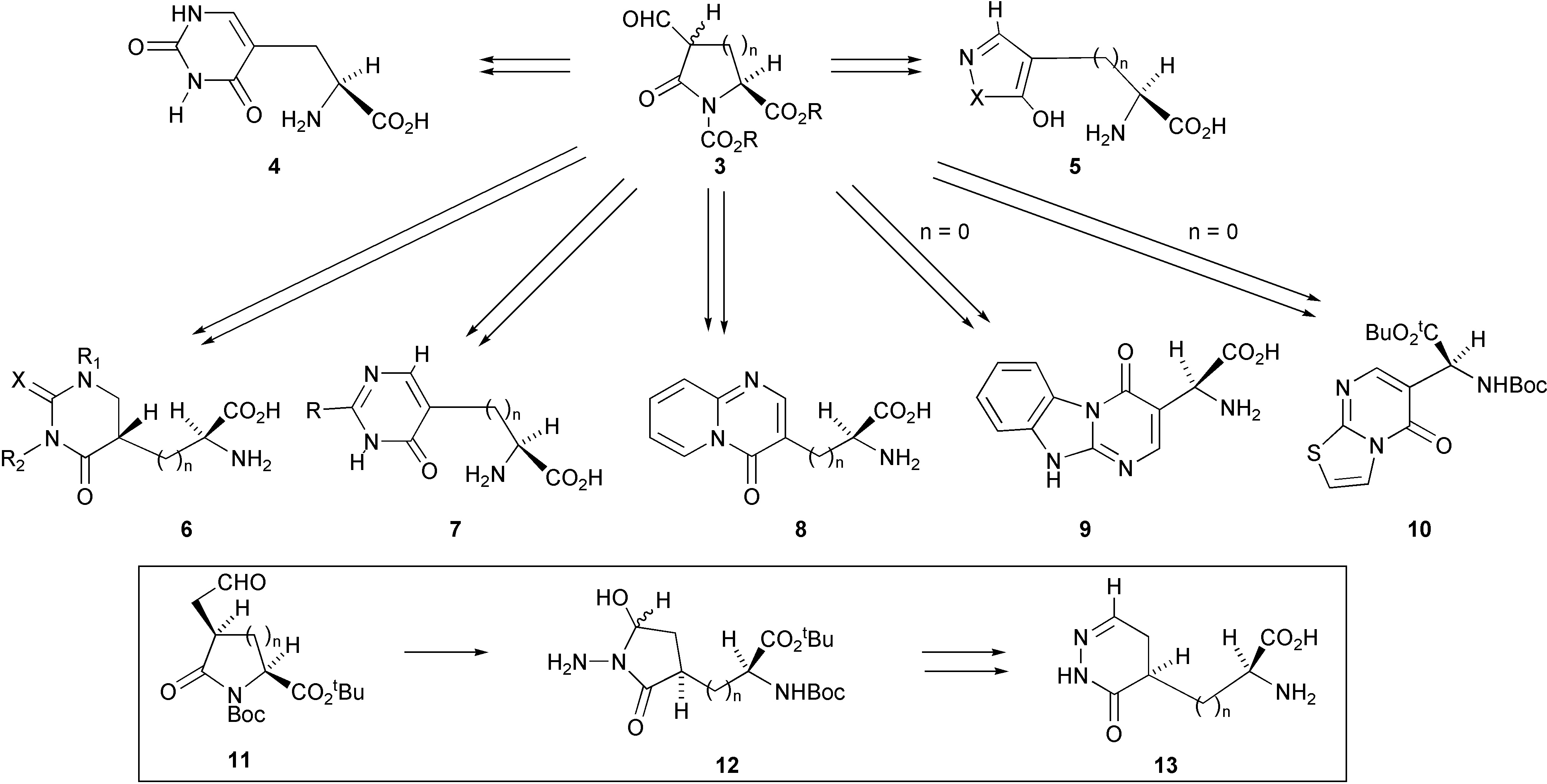 We have discovered a versatile and economical synthesis for the preparation of a large variety of homochiral compounds in which a heterocyclic ring system is fused to the β-carbon atom of L-alanine. This methodology has recently been extended to  encompass the preparation of analogues of the lower homologue, ibotenic acid. The synthesis, shown in Scheme 1, involves reaction of bisnucleophiles with an aldehyde of a pyroglutamic acid derivative 3 (n = 1) or an aldehyde of a β-lactam 3 (n = 0) or with their homologues 11.