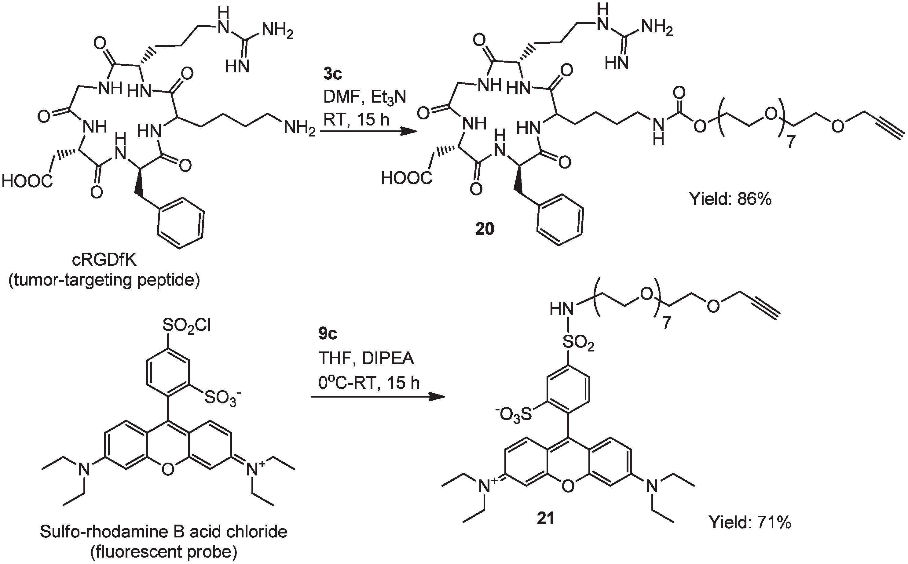Conjugation of alkyne-terminated OEGs with the tumor-targeting peptide cRGDfK and the fluorescent probe, sulforhodamine B. 