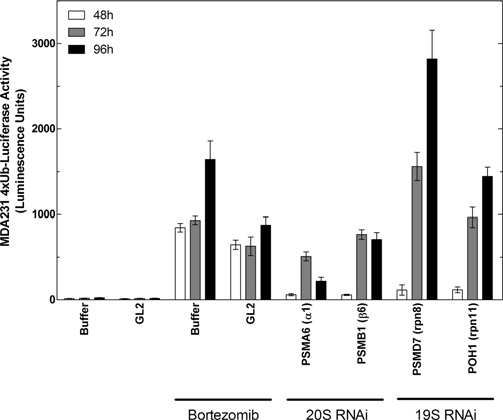 Effects of bortezomib and depletion of 26S subunits by RNAi on accumulation of 4xUb-Luc in cells
