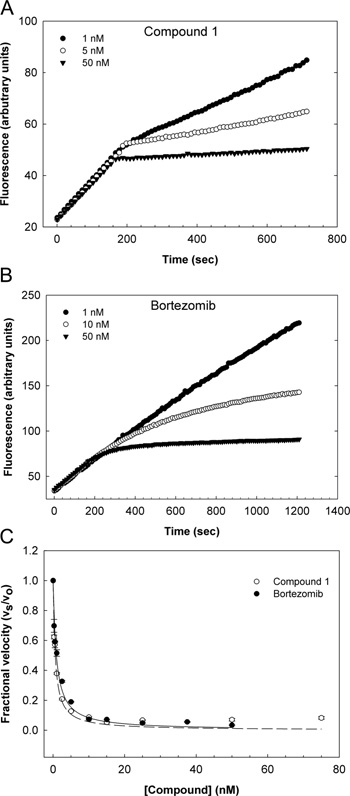 Kinetics of proteasome inhibition by compound 1 and bortezomib