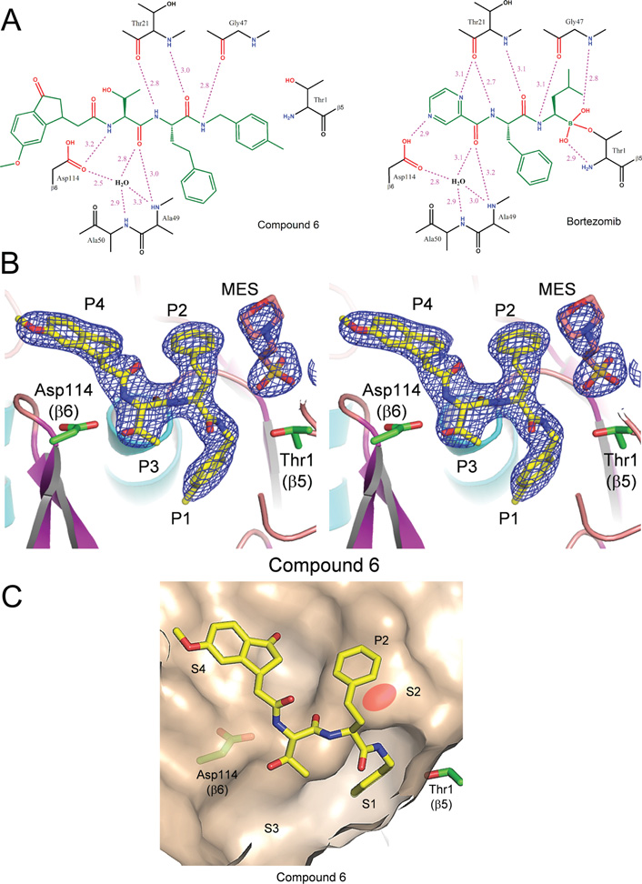 Hydrogen-bonding interactions and crystal structure of compound 6 bound to the chymotrypsin-like site of the 20S proteasome with reference to bortezomib