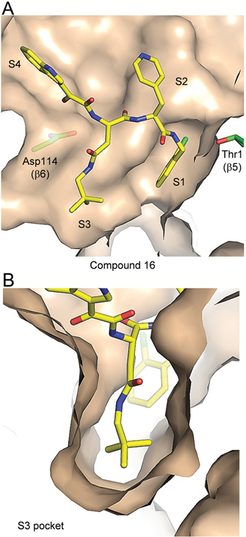 Crystal structure of compound 16 bound to the chymotrypsin-like site of the 20S proteasome