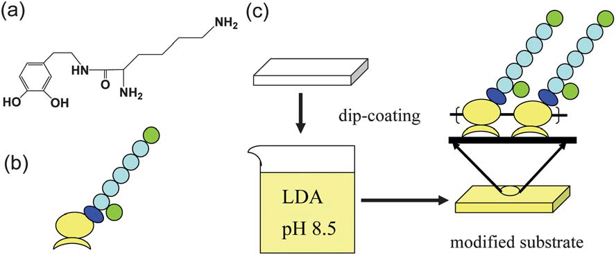 Lysine-dopamine (LDA): chemical structure (a) and schematic representation (b); surface modification of LDA by dip-coating (c).