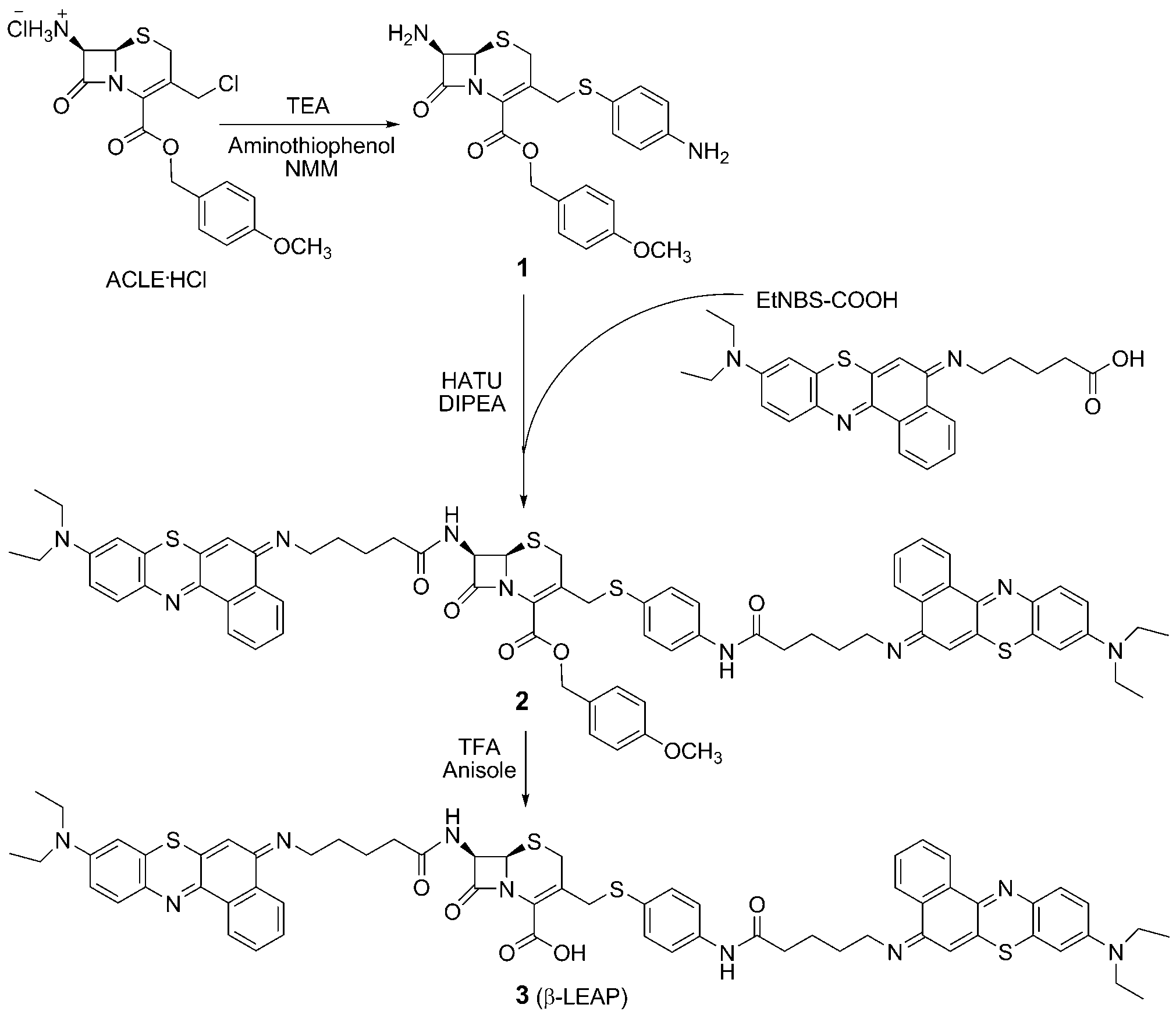 Synthesis of β-LEAP. DIPEA=N,N’-diisopropylethylamine, NMM=4-methylmorpholine,  HATU=O-(7-azabenzotriazol-1-yl)-N,N,N’,N’-tetramethyluronium hexafluorophosphate, TEA=triethylamine,  TFA=trifluoroacetic acid. 