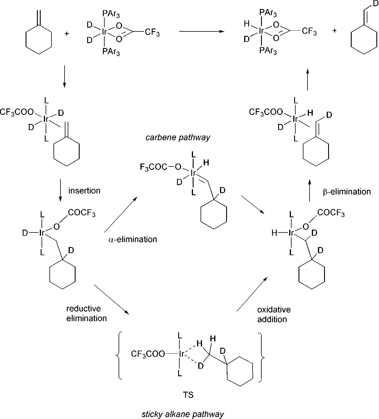 The mechanism for H/D exchange in methylenecyclohexane via the carbene and the alkane routes.