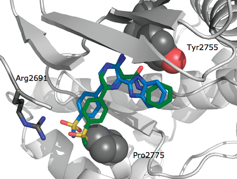 Cartoon of the ATM homology model in complex with phenylamide 27 (green) and benzimidazole isostere 49 (blue). The sulfone group in 49 interacts with the ATM-specific Pro2775 (grey spheres) to create less steric hindrance than the sulfone group in 27.