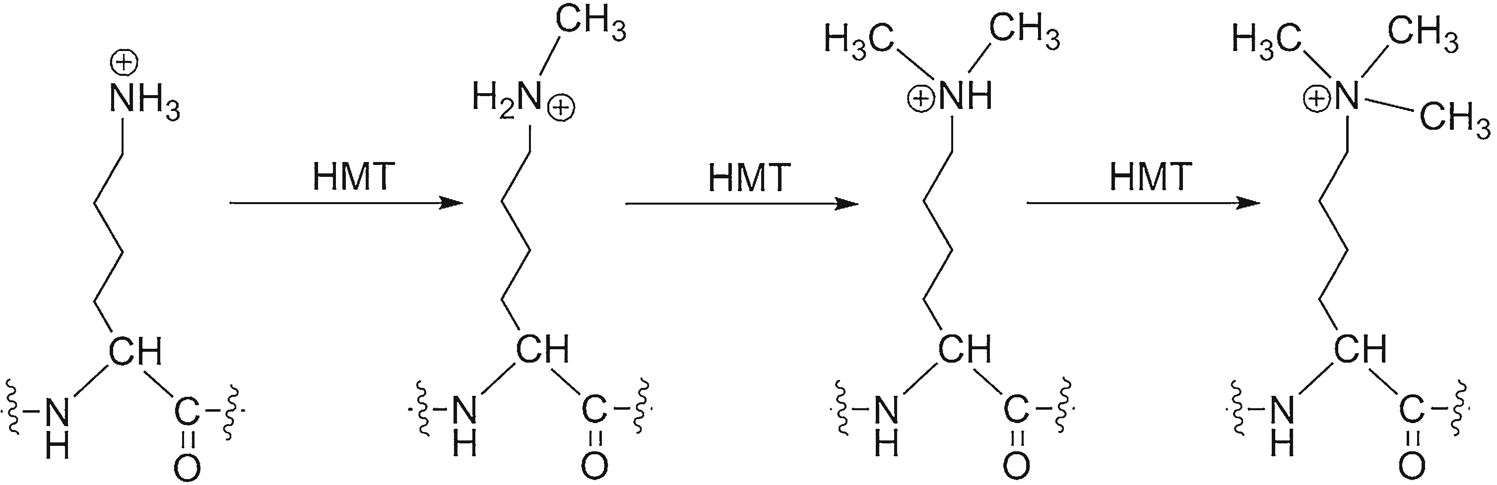 Nε-Methylation of lysine by histone methyltransferases (HMT)