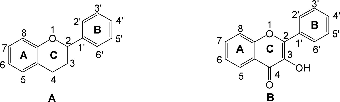 General structure of flavonoids (A) and 3-Hydroxyflavone (Flavonol) (B).