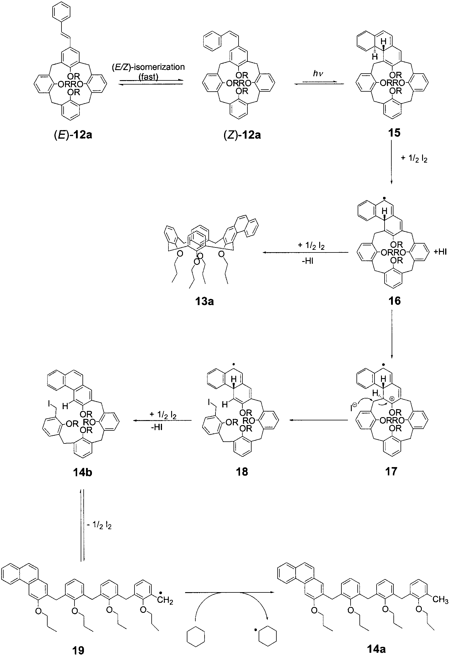 Mechanistic rationale for the photochemical transformation of stilbene 12a to the linear tetramer 14a.
