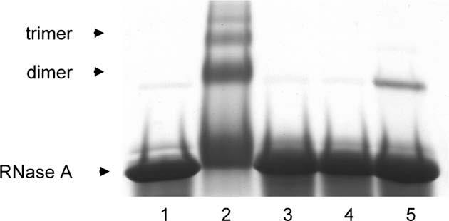 RNase A was incubated with methylglyoxal (MG) in the presence and absence of N-terminal Dap-dipeptide at 37 °C and pH 7.4 for 48 h and analyzed by SDS-PAGE