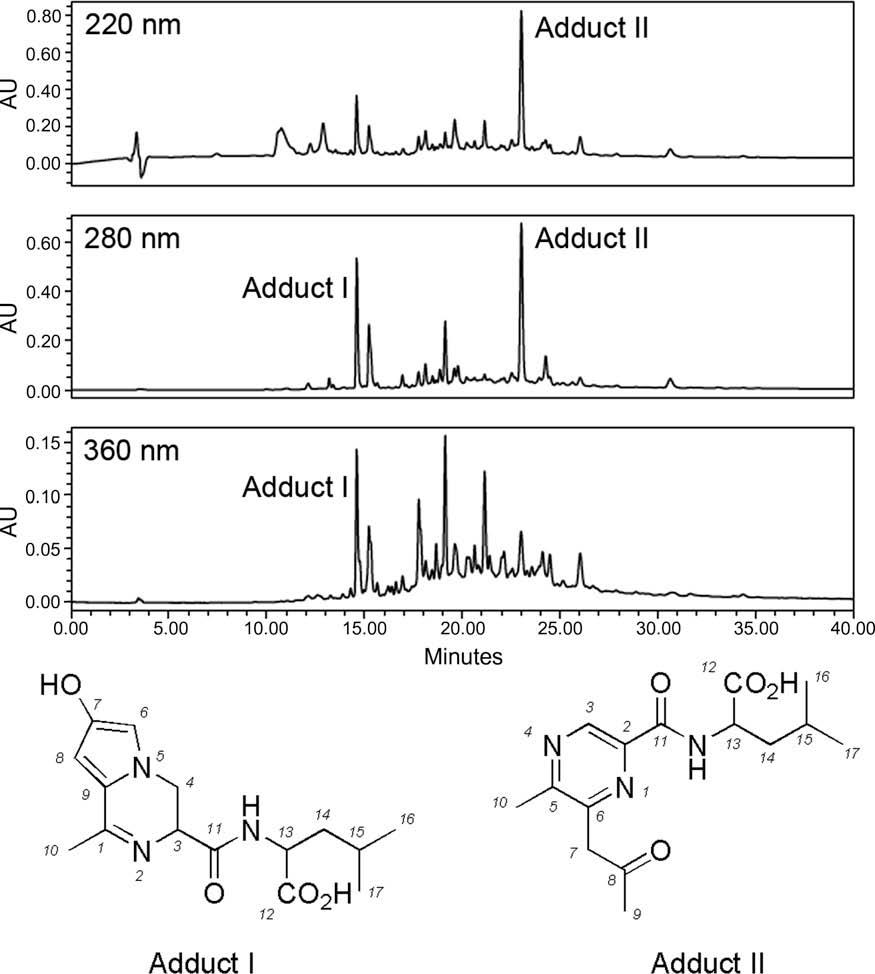 RP-HPLC chromatogram of the reaction products of MG and L-Dap-L-Leu.