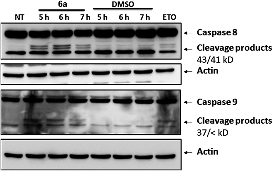 Study of early signaling events of apoptosis induced by compound 6a in Jurkat cells. Cells treated with Etoposide were  included as positive control.