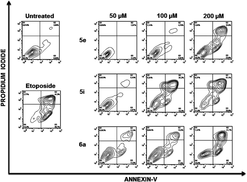Membrane phosphatidylserine expression after treatment of Jurkat cells with compounds 5e, 5i and 6a. Jurkat cells were treated for 48 h with the indicated compounds and doses and the percentages of apoptotic cells was measured by flow cytometry after double staining  with propidium iodide and Annexin-V-Fluos.