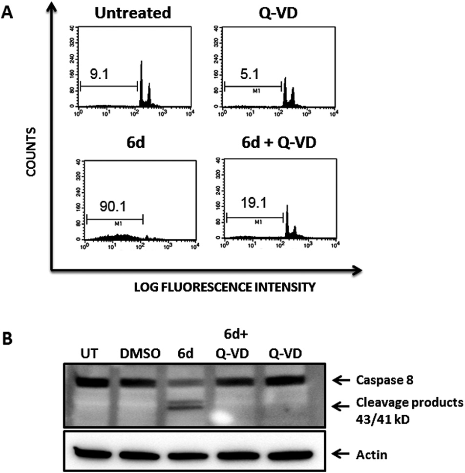 Pre-treatment of Jurkat cells with the pan-caspase inhibitor Q-VD-OPh abrogates cell dead mediated by compound 6d.