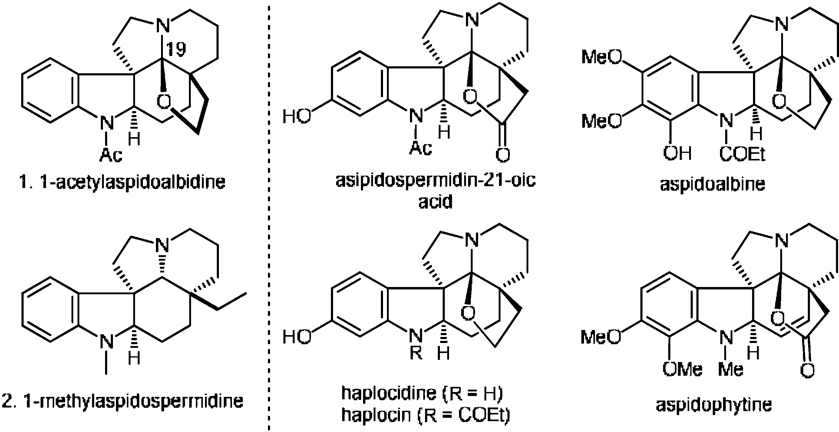 Structures of (±)-1-acetylaspidoalbidine and (±)-1-methylaspidospermidine.