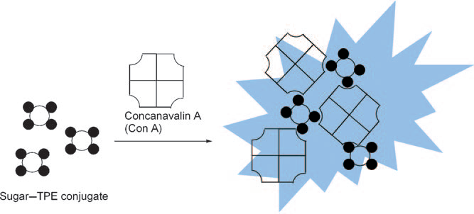 Schematic representation of a “turn-on” fluorescent sensor for Con A using a sugar-modified tetraphenylethene (TPE) based on an aggregation-induced emission (AIE).