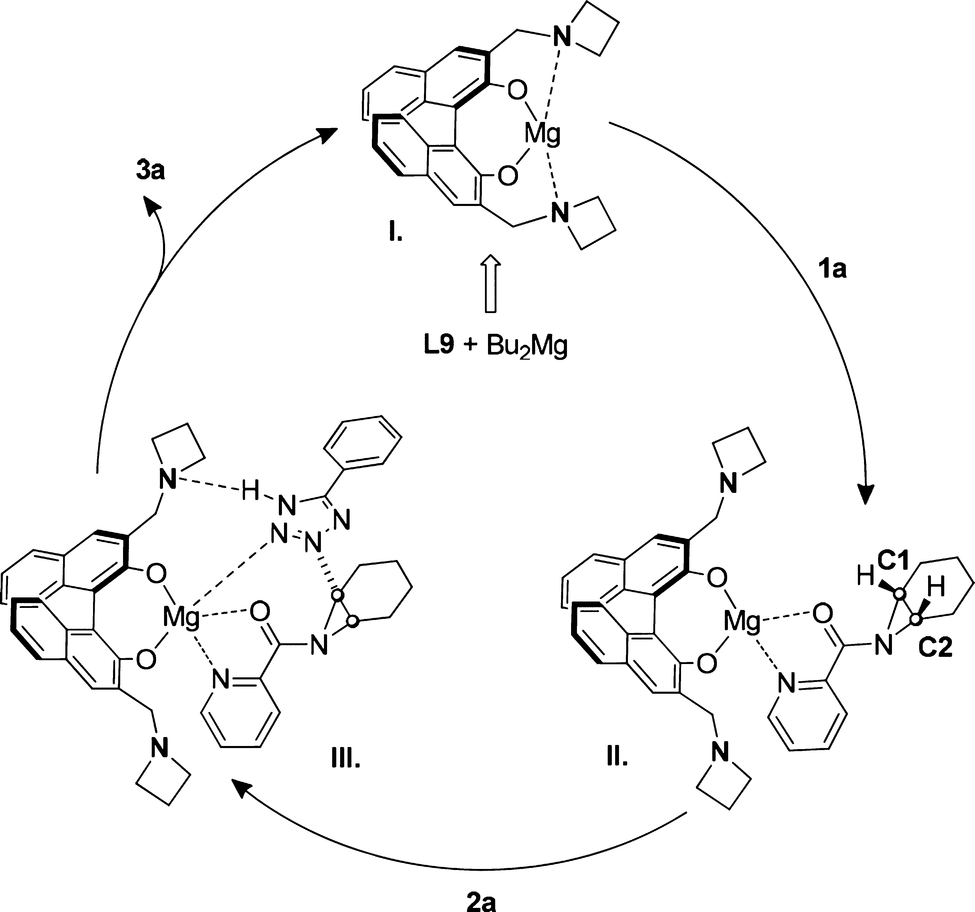 Mg(II)介导的去对称化反应的拟议机制。