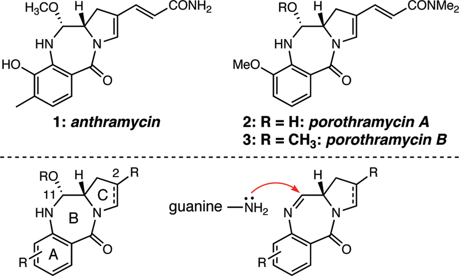 Structures of anthramycin and the porothramycins and the general scaffold of the pyrrolobenzodiazepinone antitumor antibiotics.  