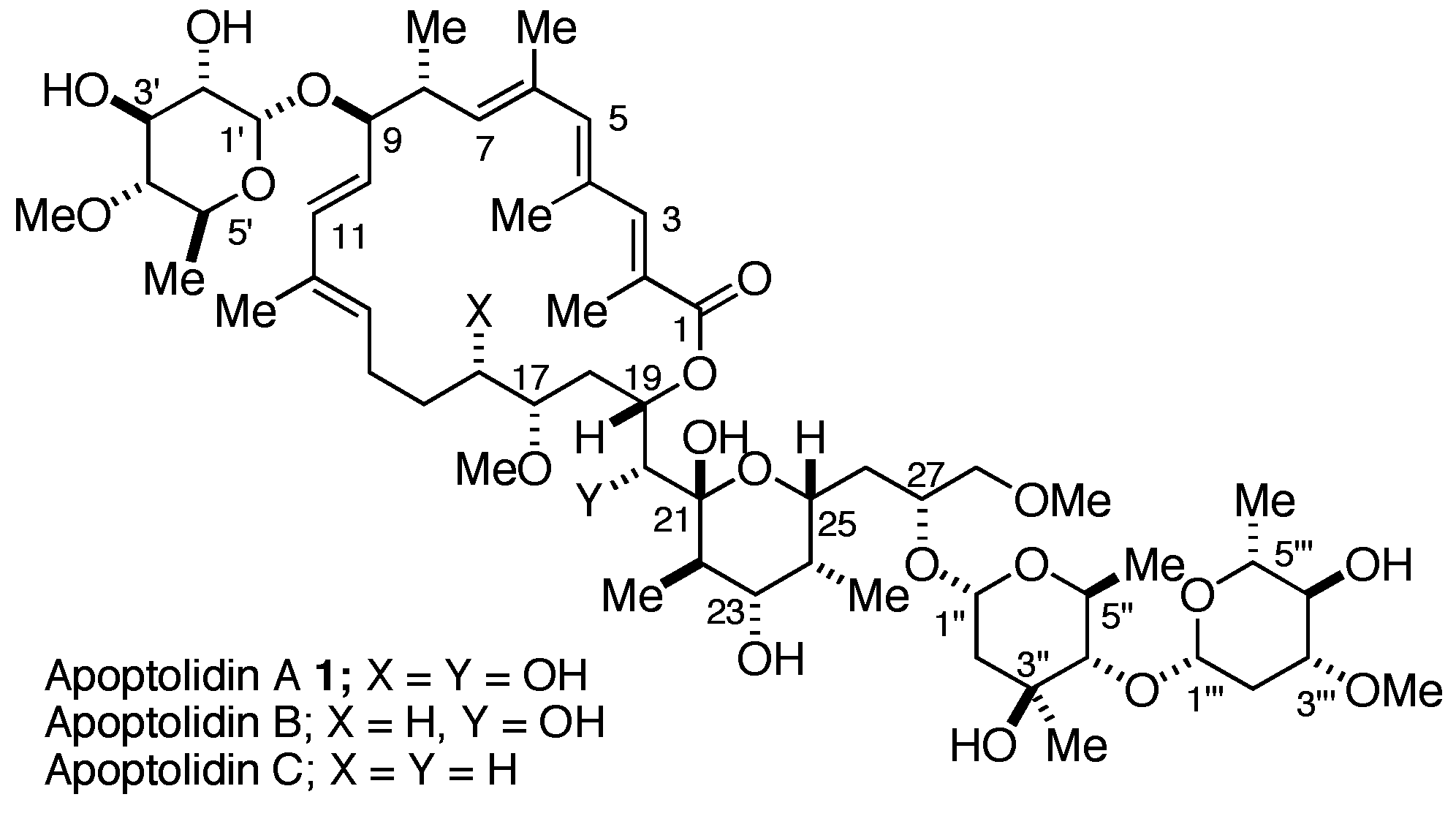 Structure of the apoptolidins.