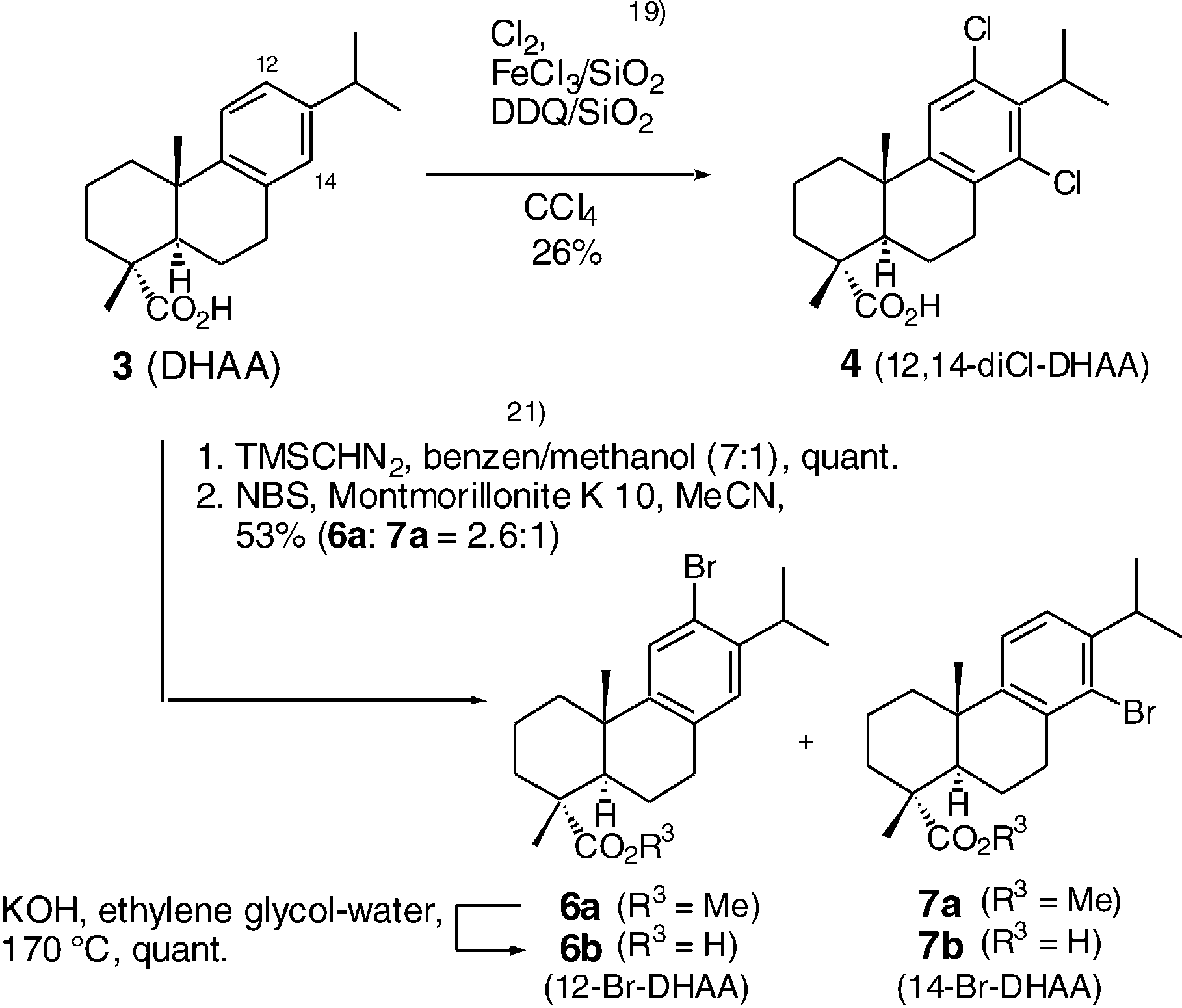 Synthesis of halogenated dehydroabietic acid derivatives.