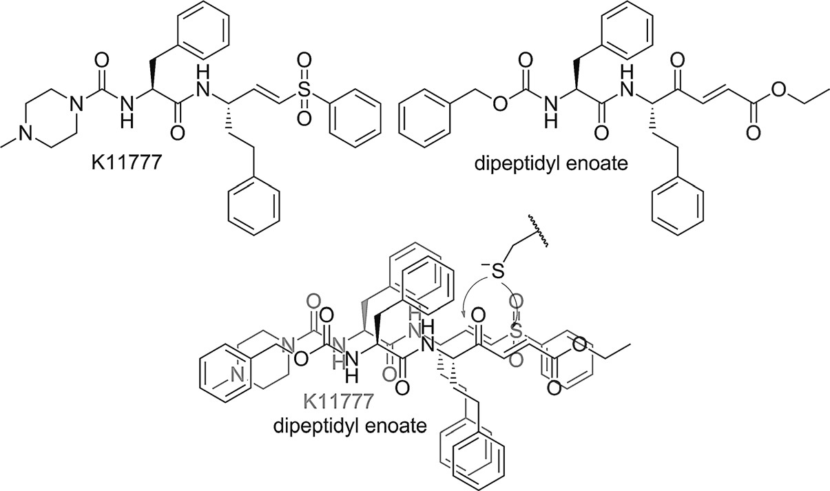 Michael acceptor inhibitors.