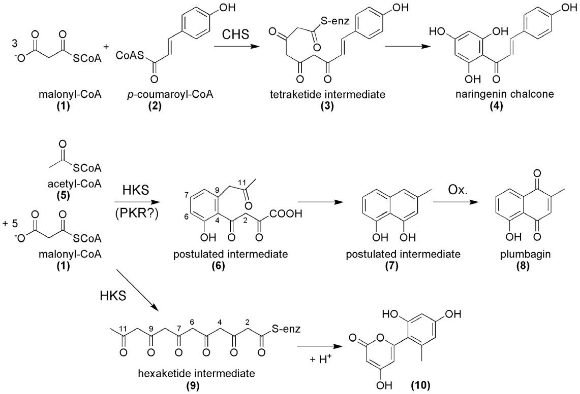 Postulated mechanism of plumbagin biosynthesis and comparison with the reaction of chalcone synthase (CHS). The PKS involved in plumbagin (8) biosynthesis presumably catalyzes the decarboxylative condensation of acetyl-CoA (5) with five molecules of malonyl-CoA (1).