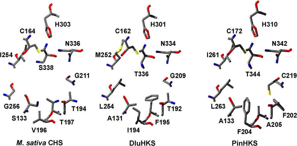 Models of the active sites of M. sativa CHS2, DluHKS and PinHKS. The structures of DluHKS and PinHKS were modeled based on the structure of M. sativa CHS2 complexed with resveratrol (PDB code 1CGZ, resveratrol not shown). 