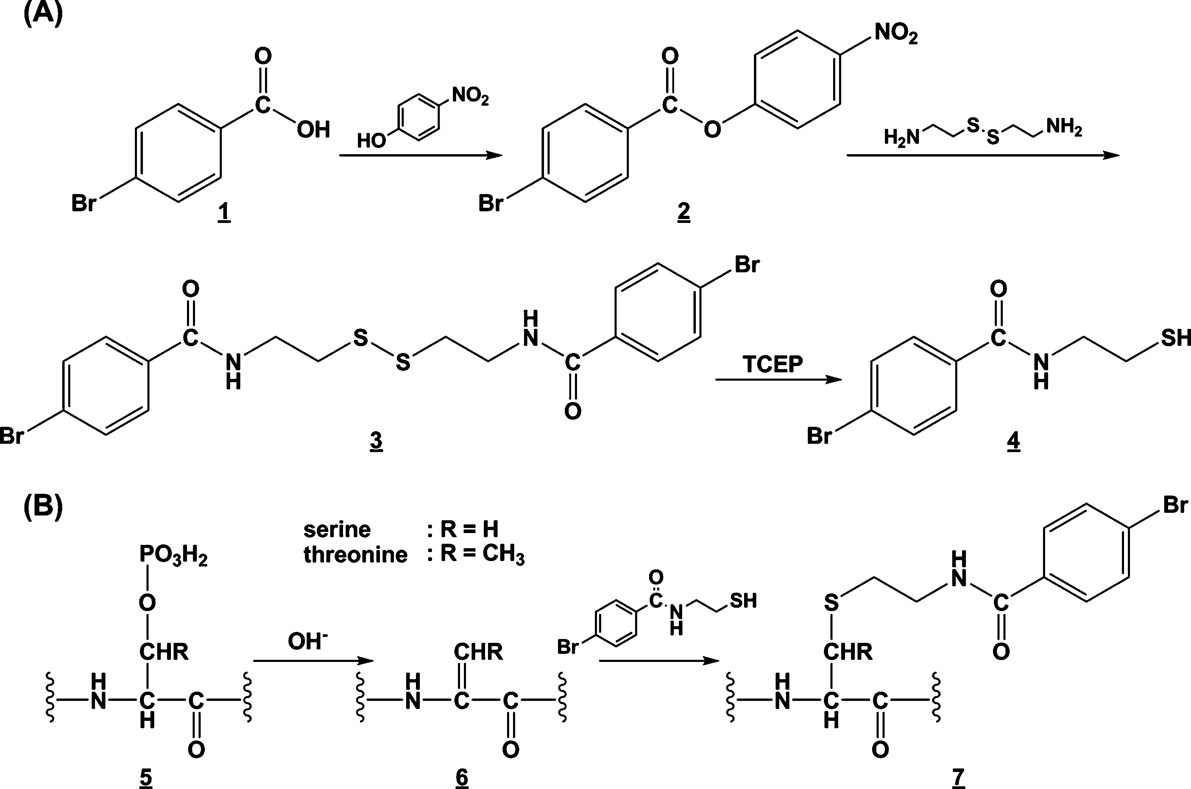 Synthesis of N-(4-bromobenzoyl)aminoethanethiol (A) and  derivatization of phosphoserine and phosphothreonine residues (B).